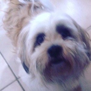 Meet your Posher, Alissa